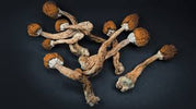 health benefits of mushrooms