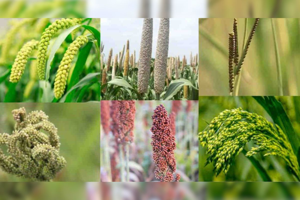 How do millets help in climate change?